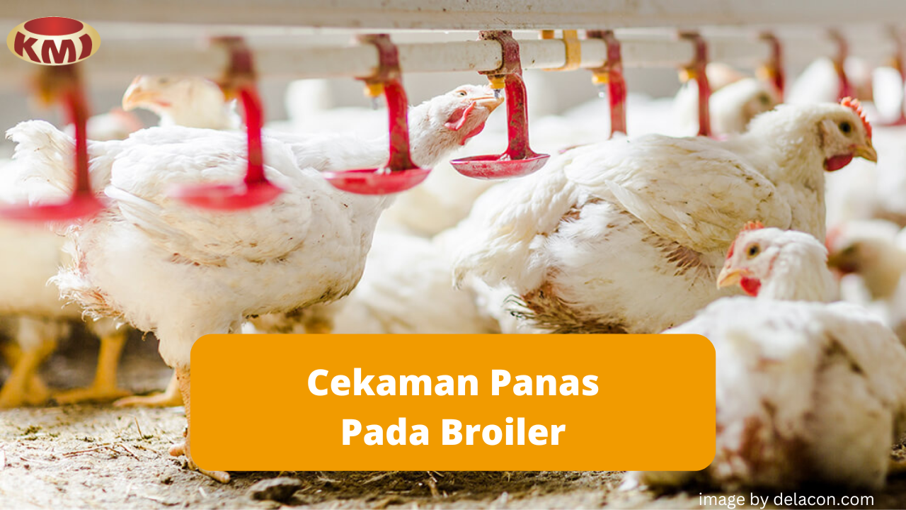 Ketahui Cekaman Panas dan Dampaknya Pada Broiler